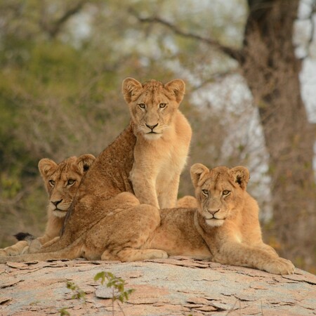 Ostafrika Safari Rundreise: Serengeti bis Victoriafälle