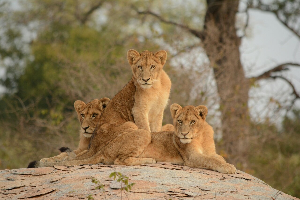 Tres cachorros de león descansan juntos sobre un afloramiento rocoso en el bosque