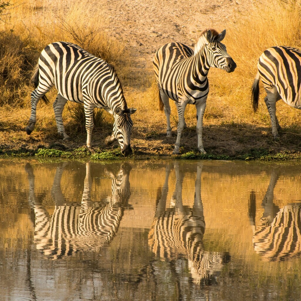 Greater Kruger-Gebiet