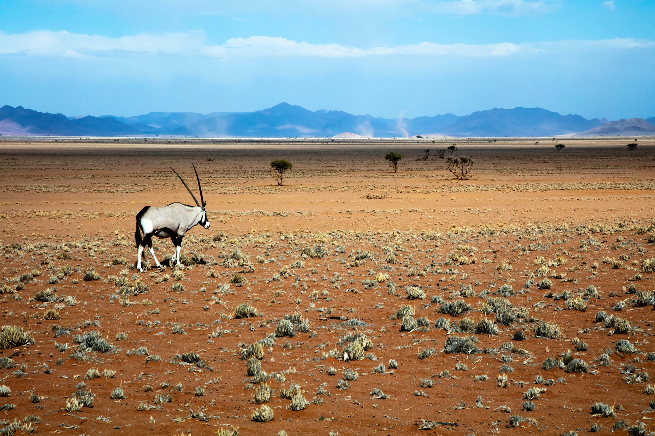 Oryx Antilope in der namibischen Wüstenebene, weite Landschaft auf dem Weg von Swakopmund zum Brandberg