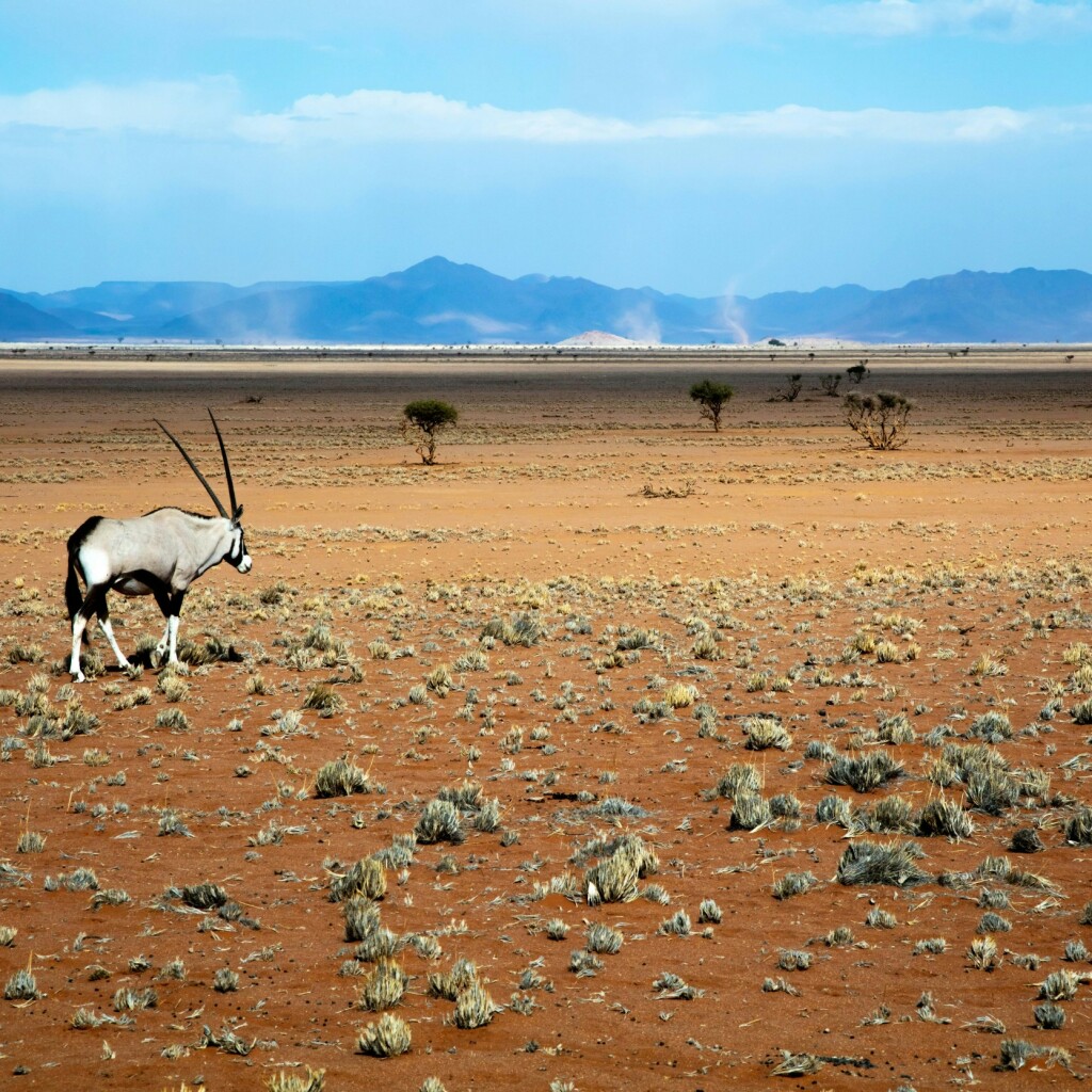 Oryx Antilope in der namibischen Wüstenebene, weite Landschaft auf dem Weg von Swakopmund zum Brandberg
