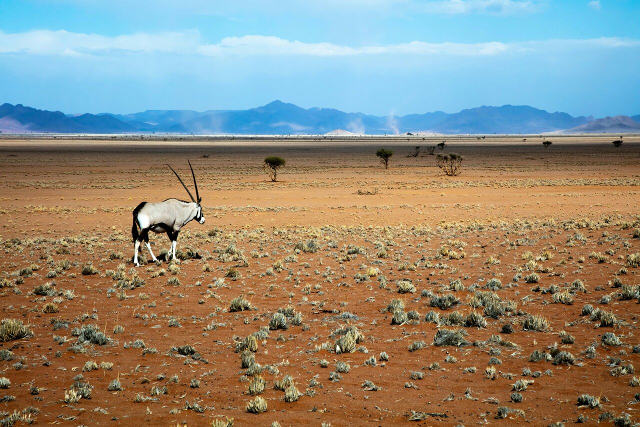 Eine einzelne Oryx steht in trockenem Grasland, im Hintergrund Berge