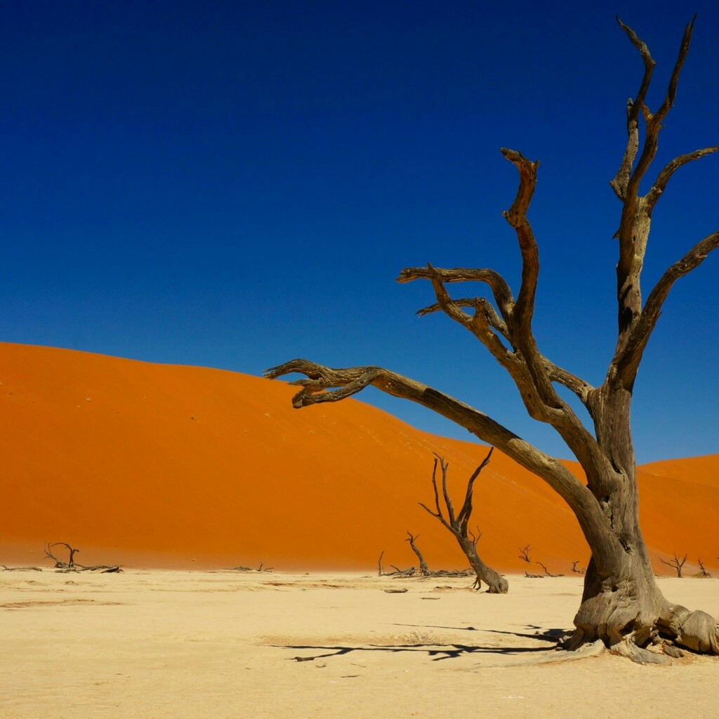 Safari in Namibia