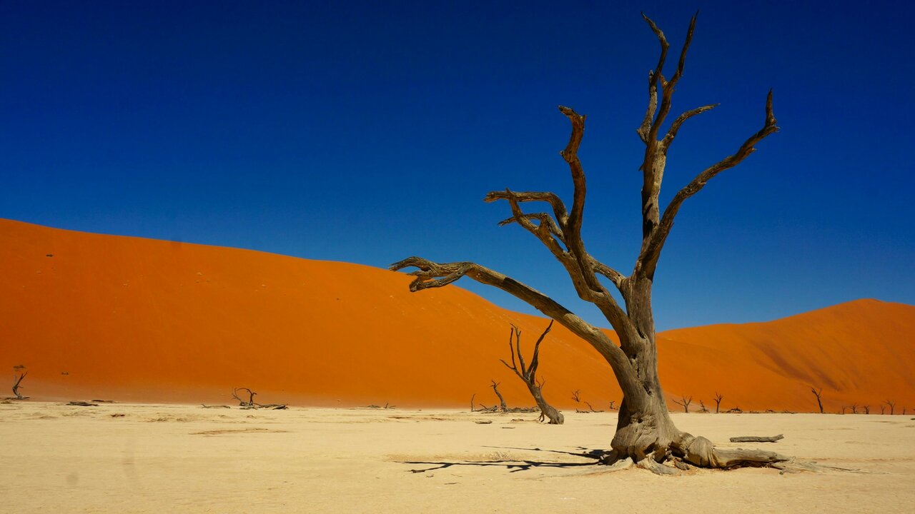 Kahle tote Bäume stehen in einer hellen Lehmpfanne unter einer steilen orangen Sanddüne