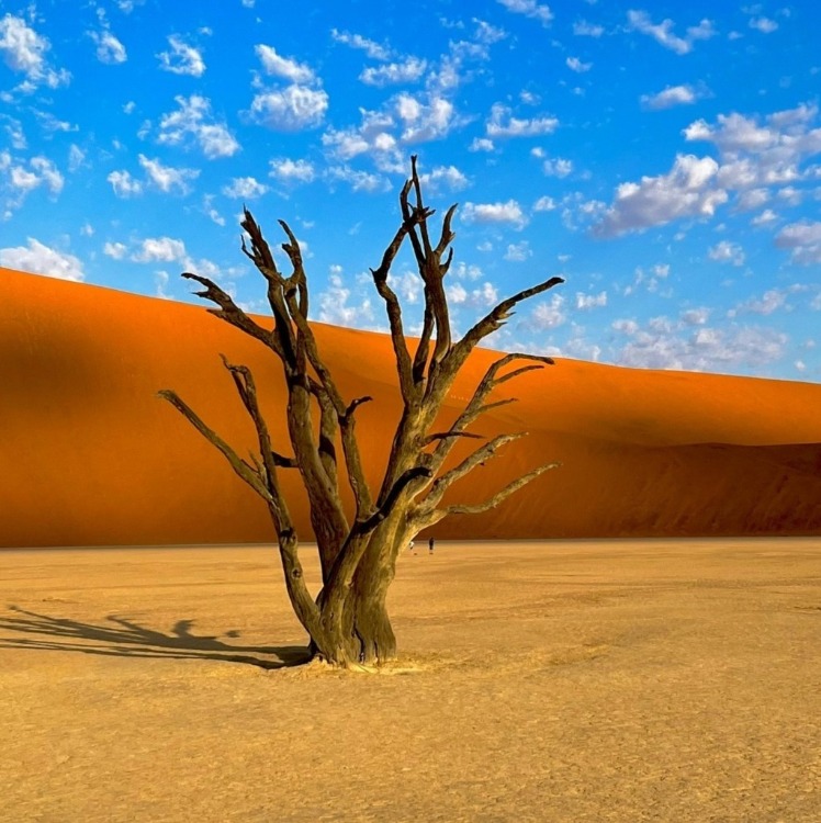 Deadvlei in Namibia with dead trees, white clay pan and red sand dunes