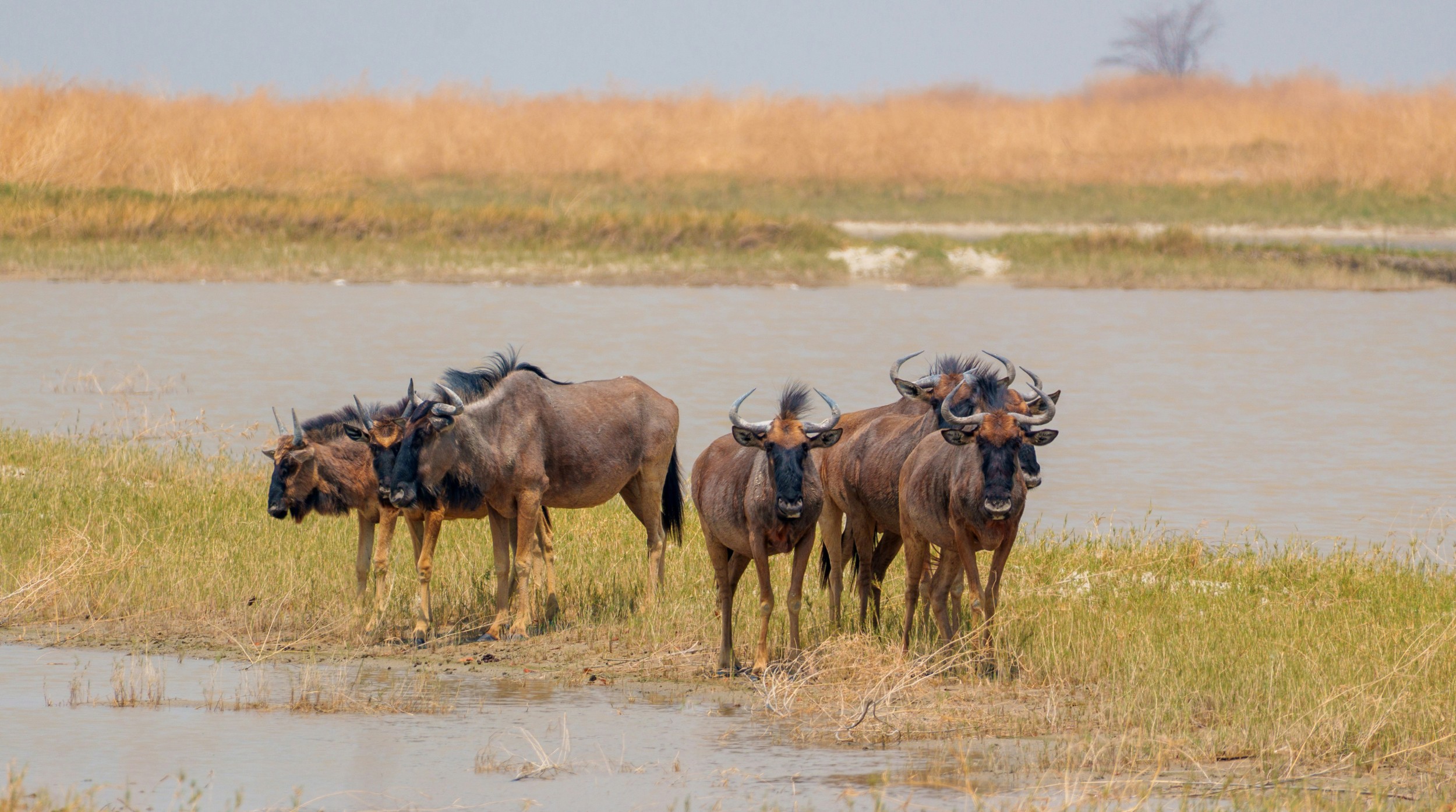 Tierbeobachtung im Truck