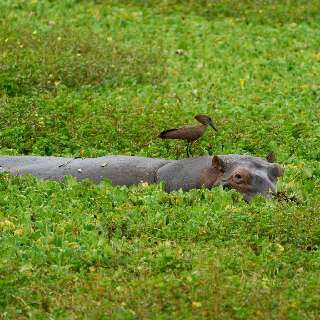 Luangwa Fluss