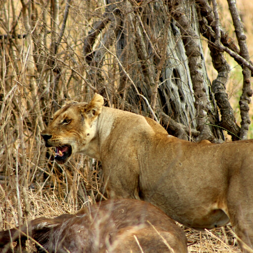 Mikumi Nationalpark