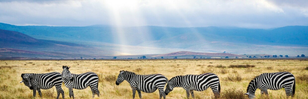 Safari