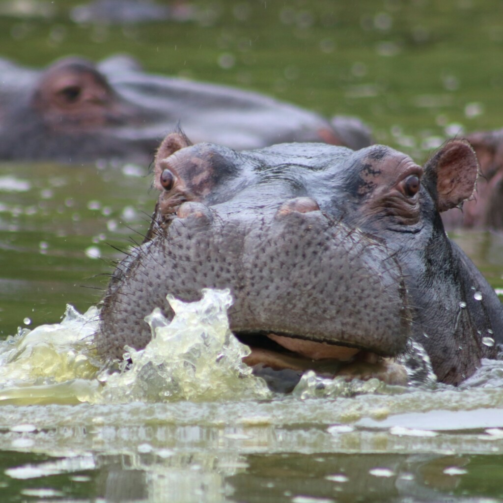 Mburo See