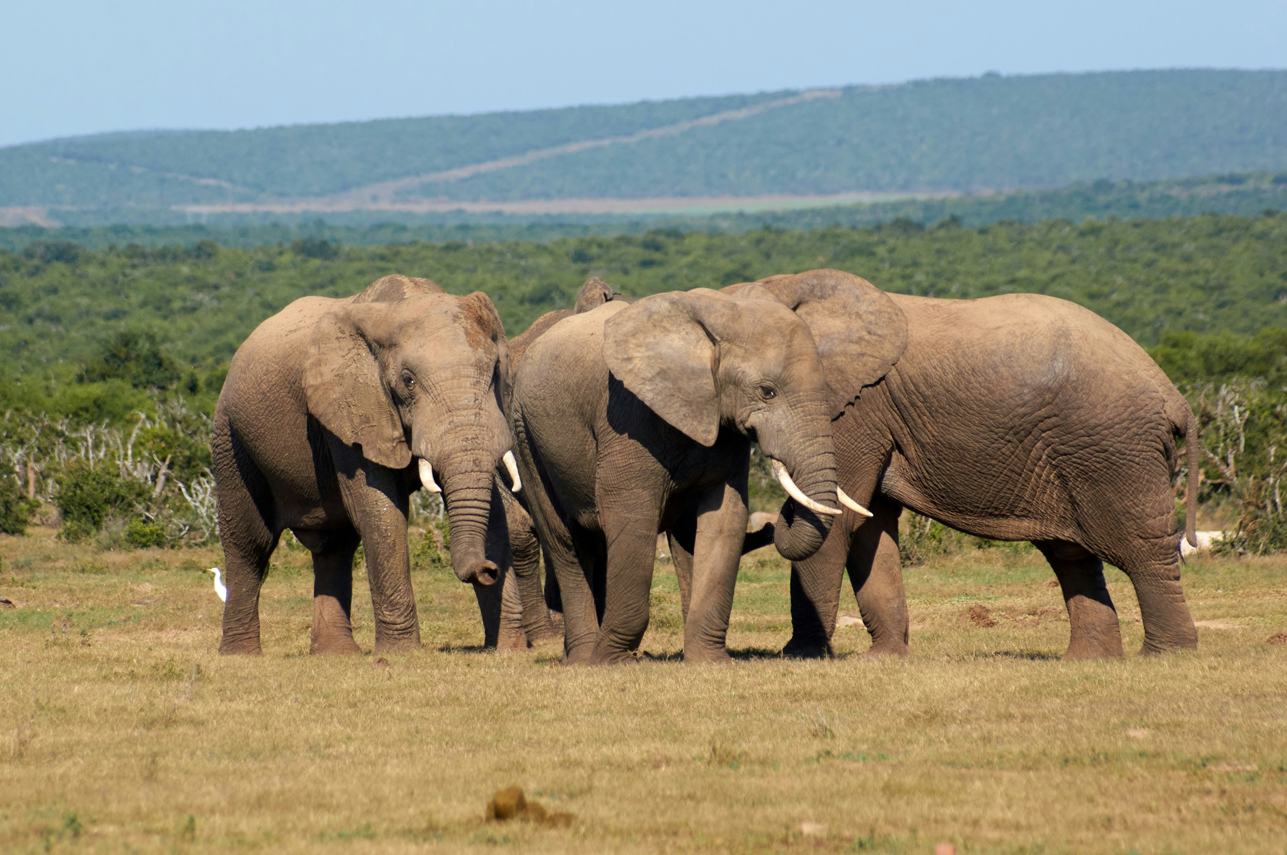 Addo-Elefanten-Nationalpark