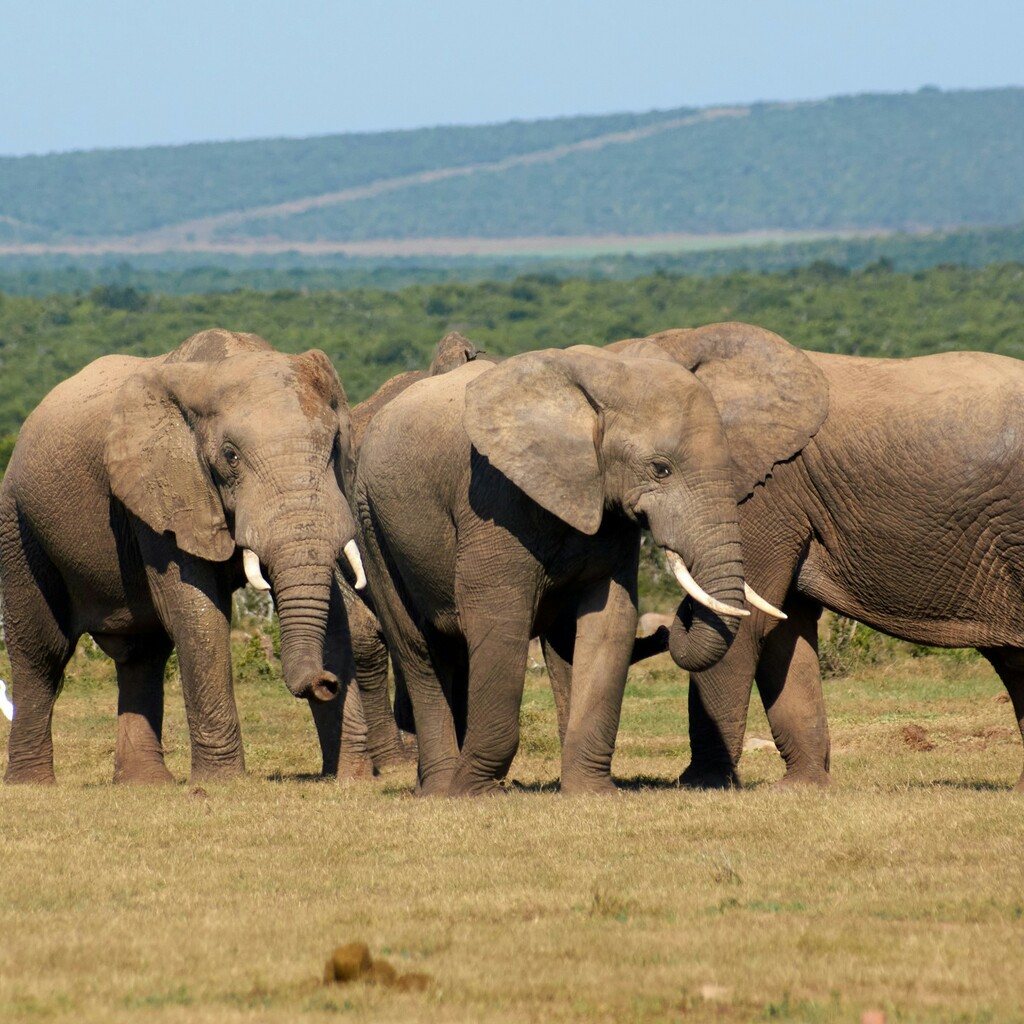 Addo-Elefanten-Nationalpark