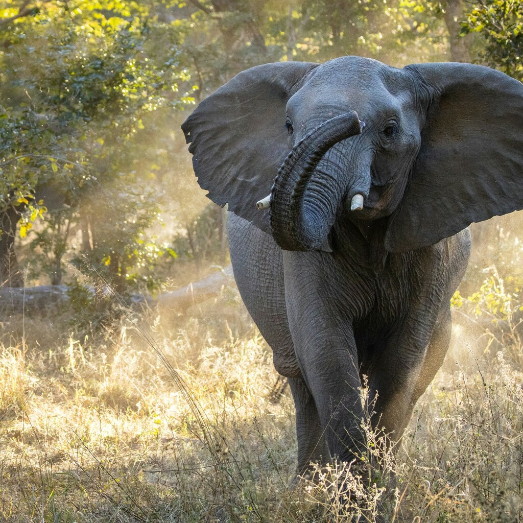 Hwange-Nationalpark