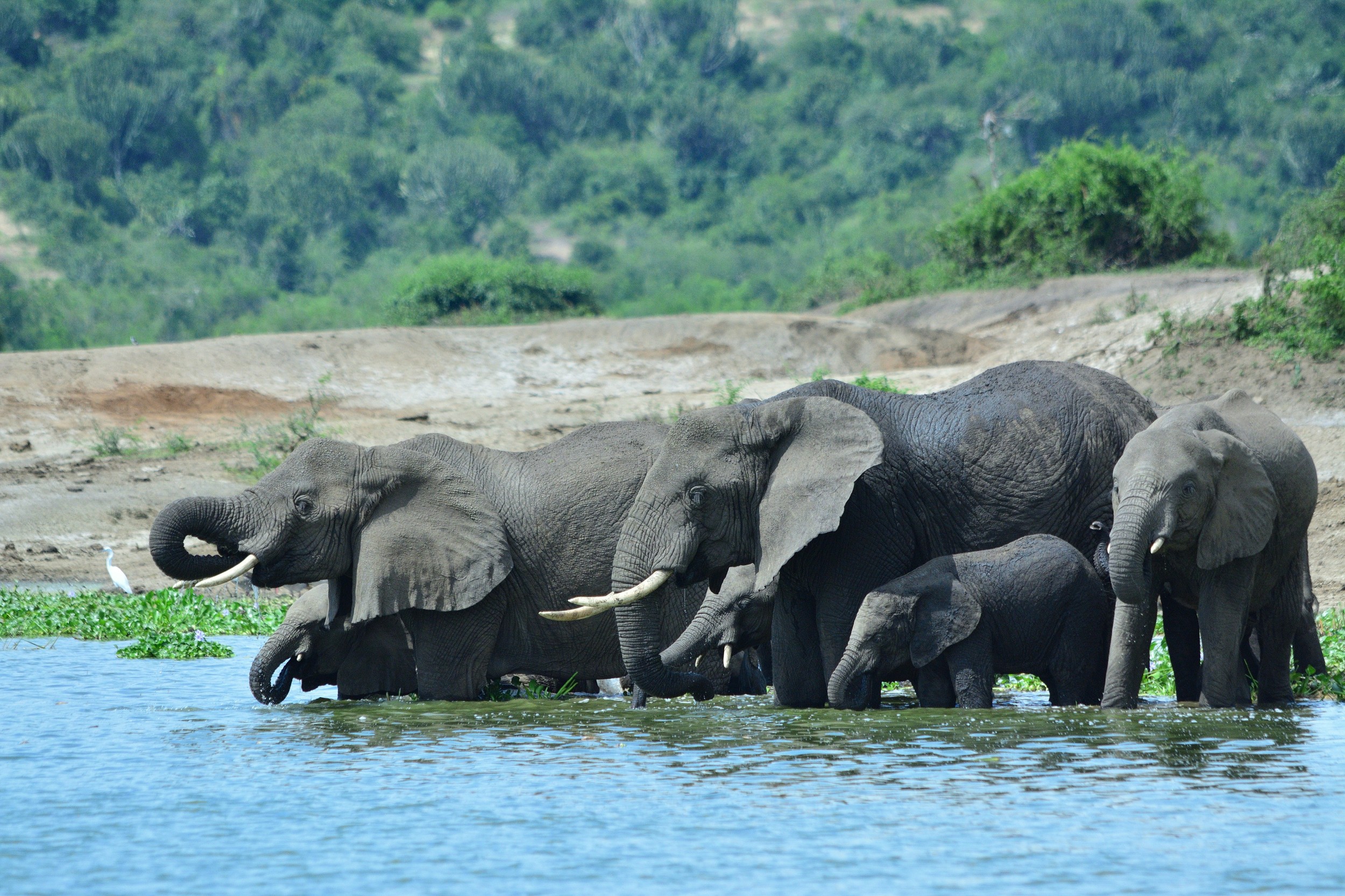 Savanne, Kraterseen und Wildtiere