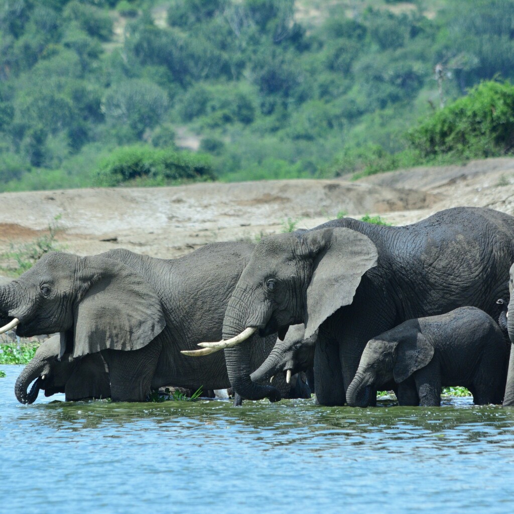 Queen Elizabeth National Park