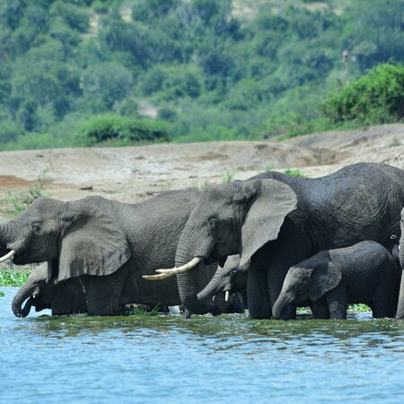 Queen Elizabeth Nationalpark und der Kazinga-Kanal