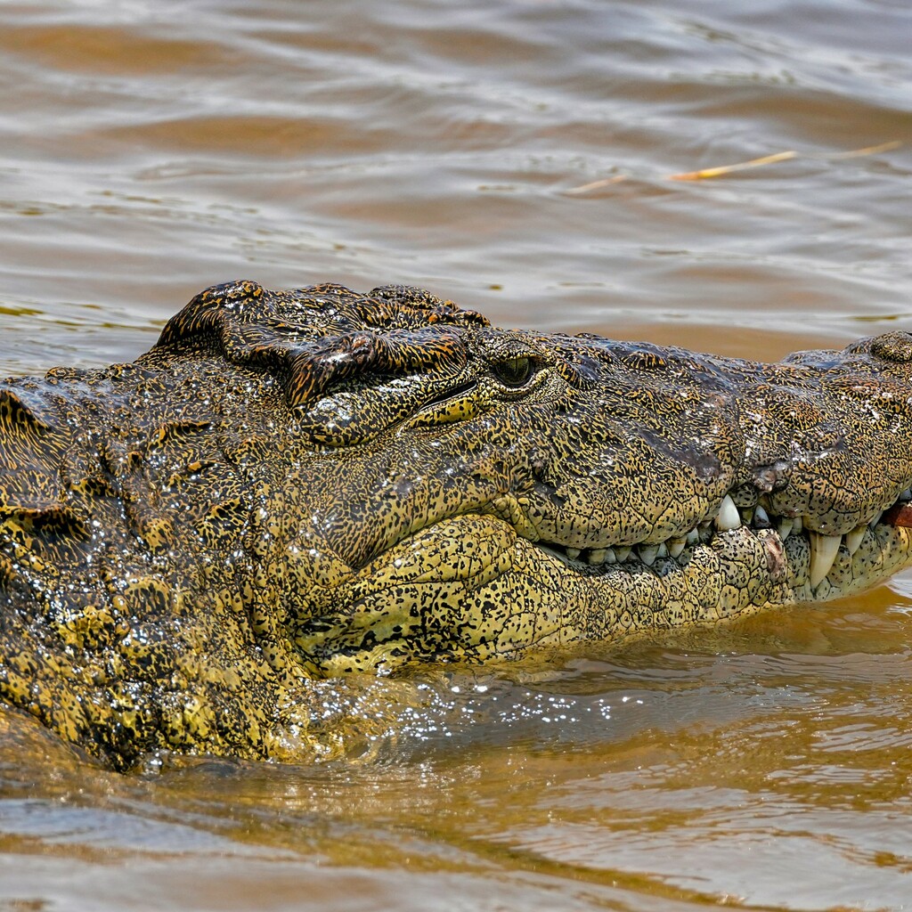 Chobe-Nationalpark