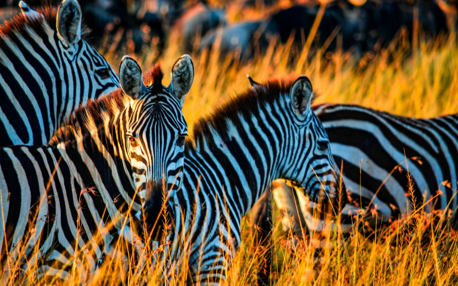 Serengeti Nationalpark