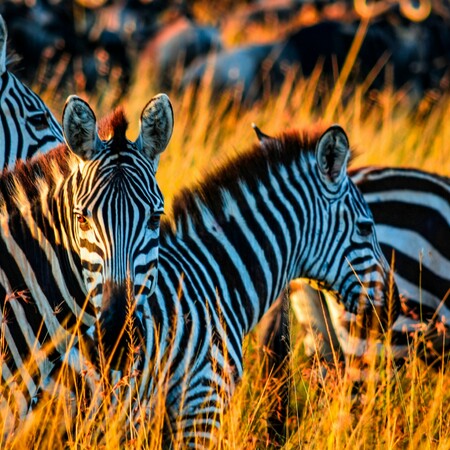 Africa group trip: Ngorongoro Crater & Zanzibar Trek - camping or lodge safari
