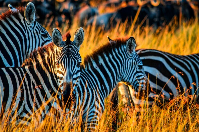 Safari Tansania Sansibar: Serengeti & Krater
