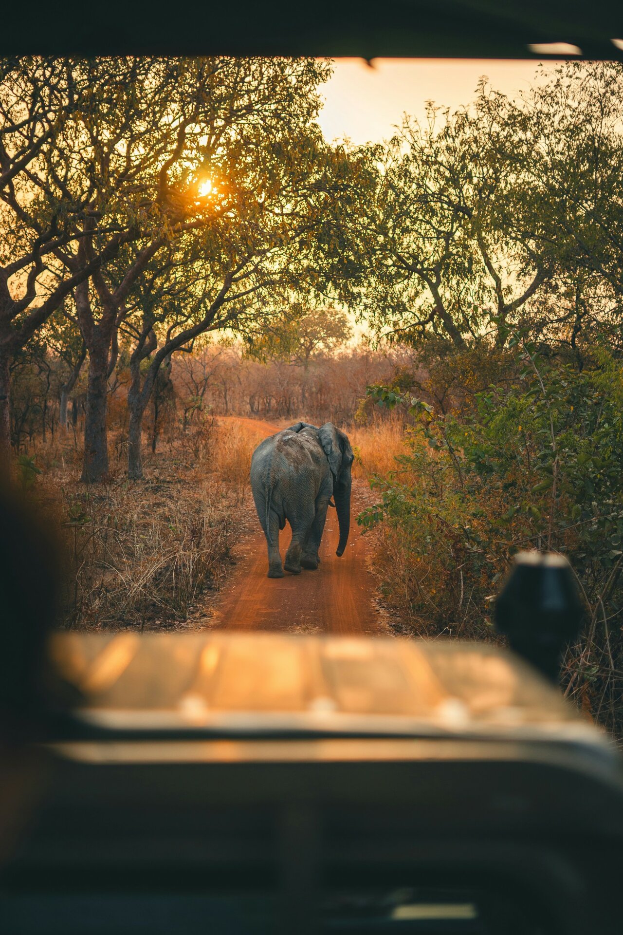 Um elefante caminha por uma pista de terra no mato, visto do interior de um veículo de safari ao pôr do sol