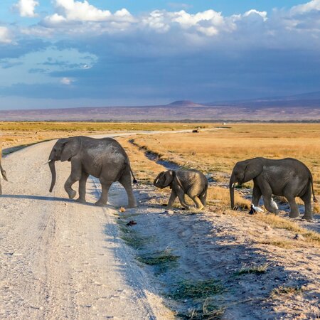 Overland Safari Tansania Kenia mit Serengeti