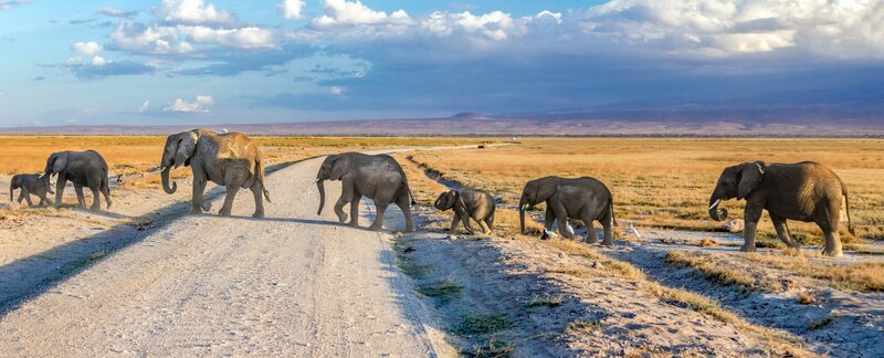 Overland Safari Tansania Kenia mit Serengeti
