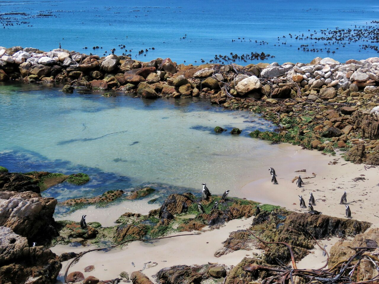 Afrikanische Pinguine an einem felsigen Strand neben türkisfarbenem Wasser, dahinter ruhen Seevögel im Flachwasser