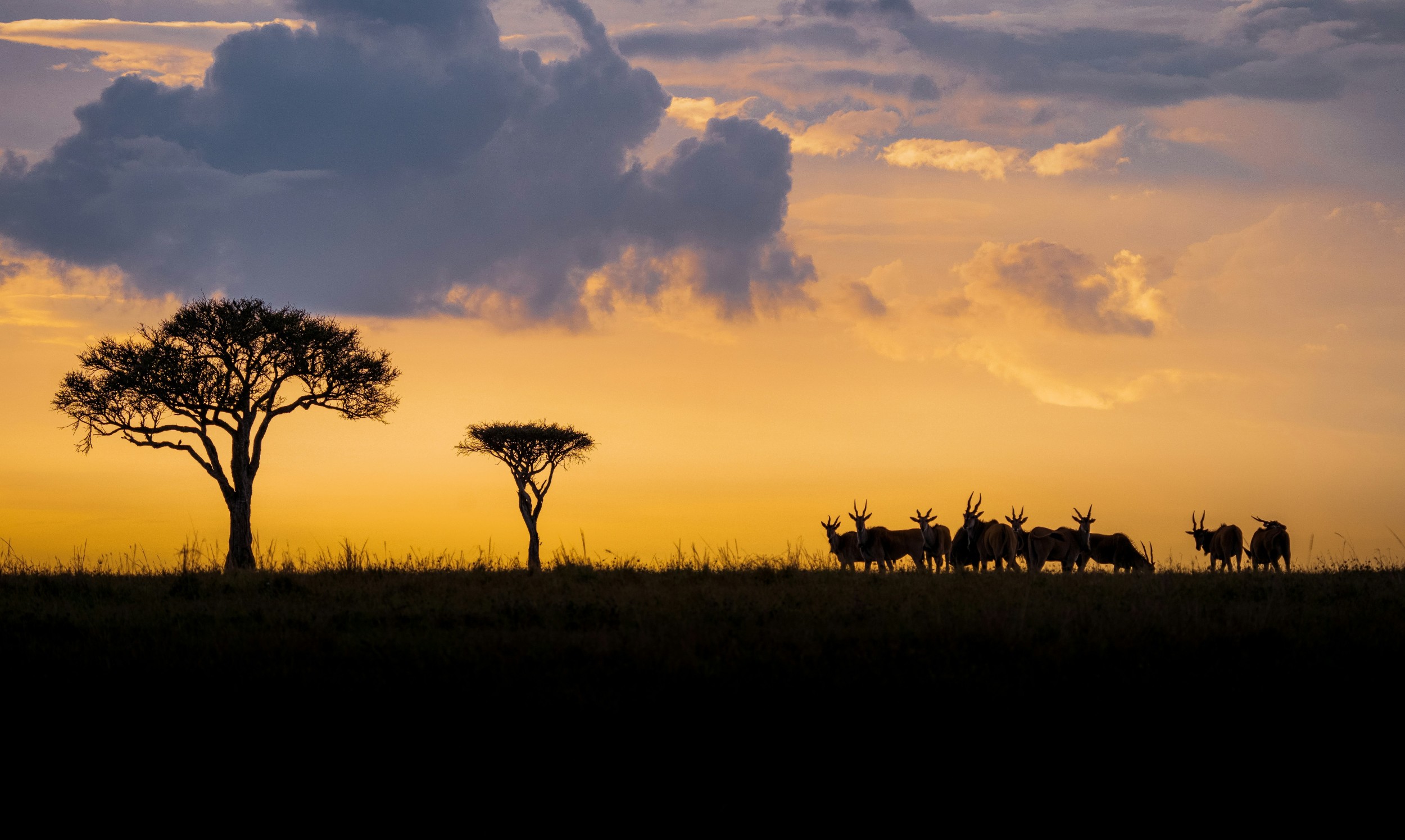 Kenia Safari & Erlebnisreise: Masai Mara, Lodge Safari und Sansibar