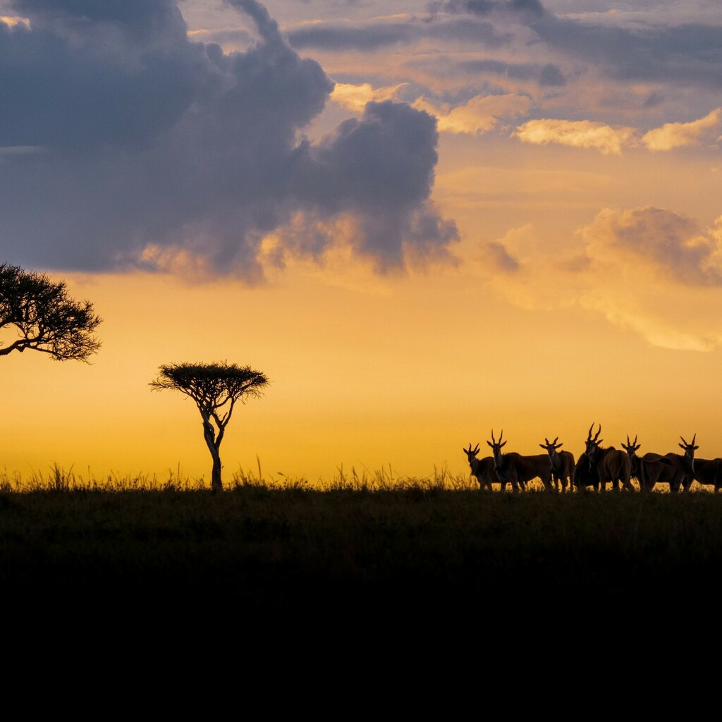Masai Mara