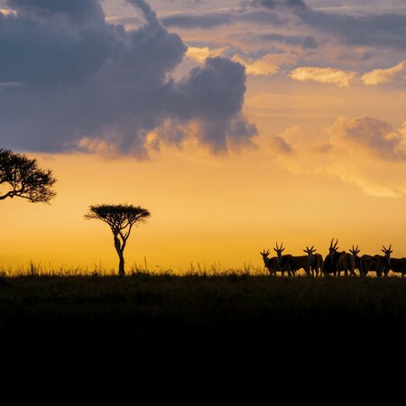 Kenia Safari & Erlebnisreise: Masai Mara, Lodge Safari und Sansibar