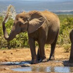 Victoria Falls - Safari Group Tour