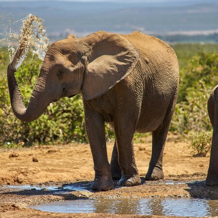Circuit et safari en Namibie : désert, Etosha & Sossusvlei