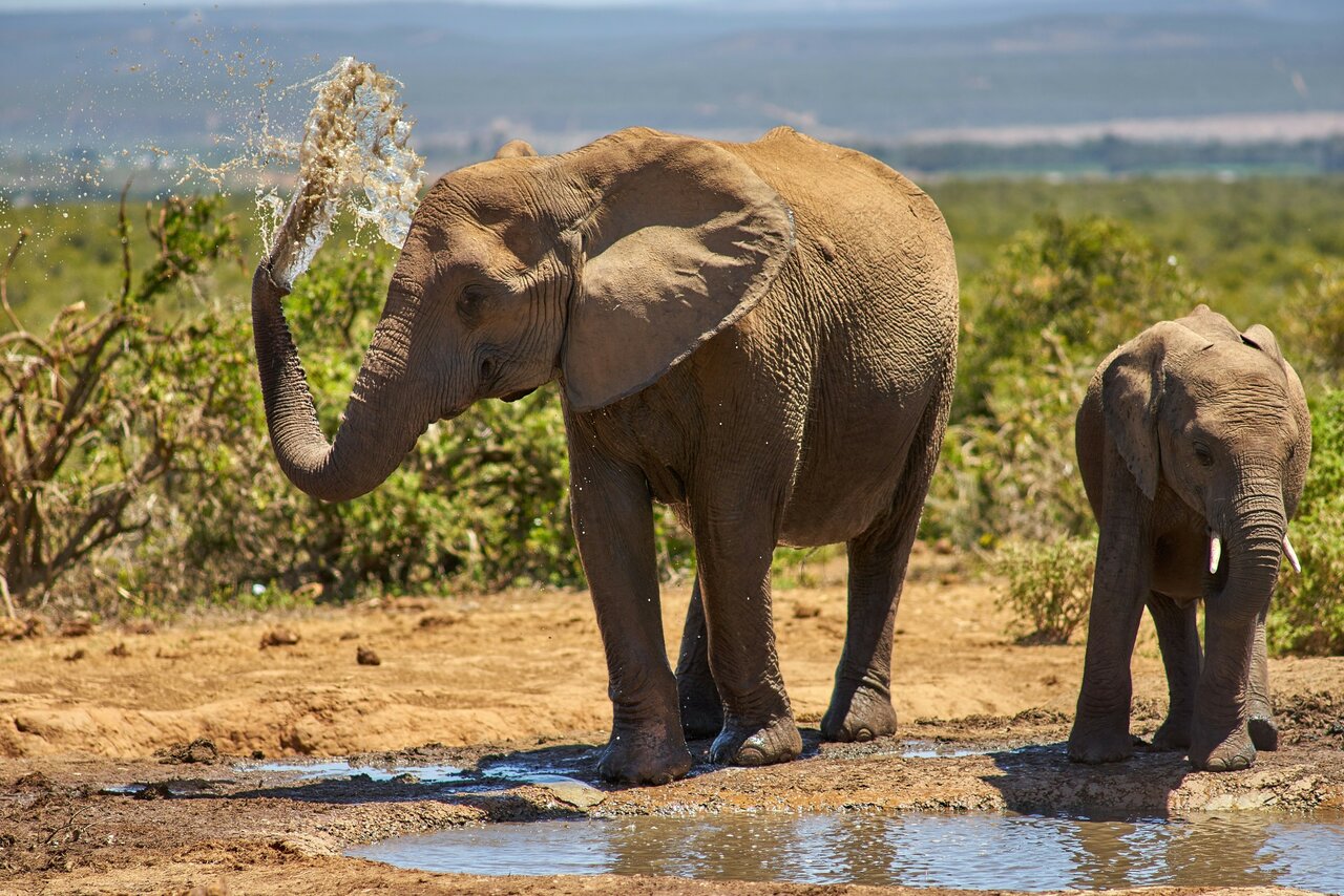 Ein Elefant spritzt Wasser aus dem Rüssel neben einem Kalb am Wasserloch