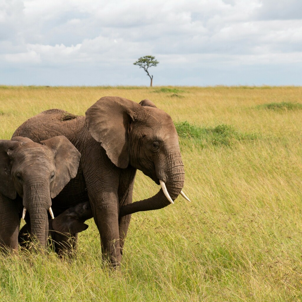Masai Mara