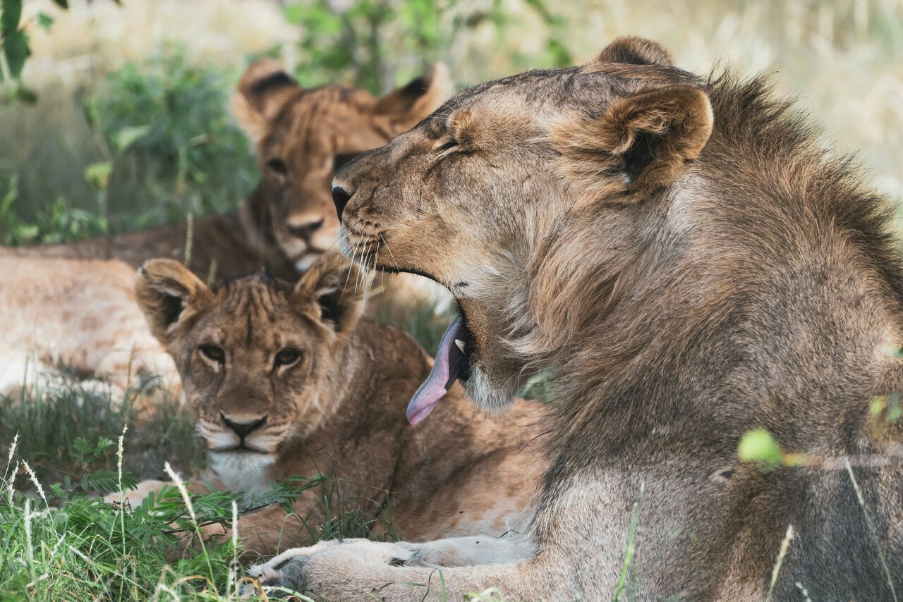 Parque Nacional de Etosha