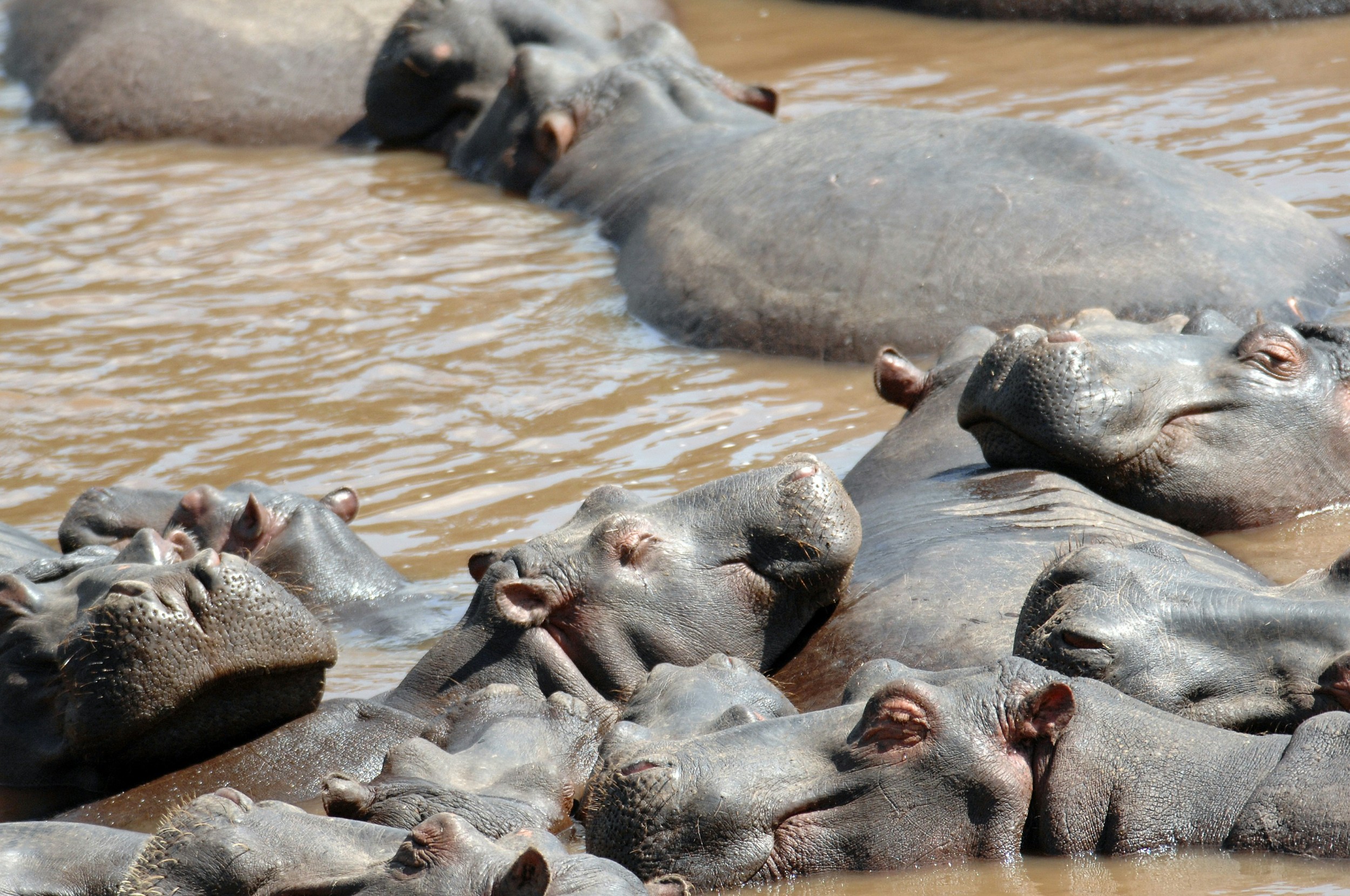 Kenia Safari & Erlebnisreise: Masai Mara, Lodge Safari und Sansibar