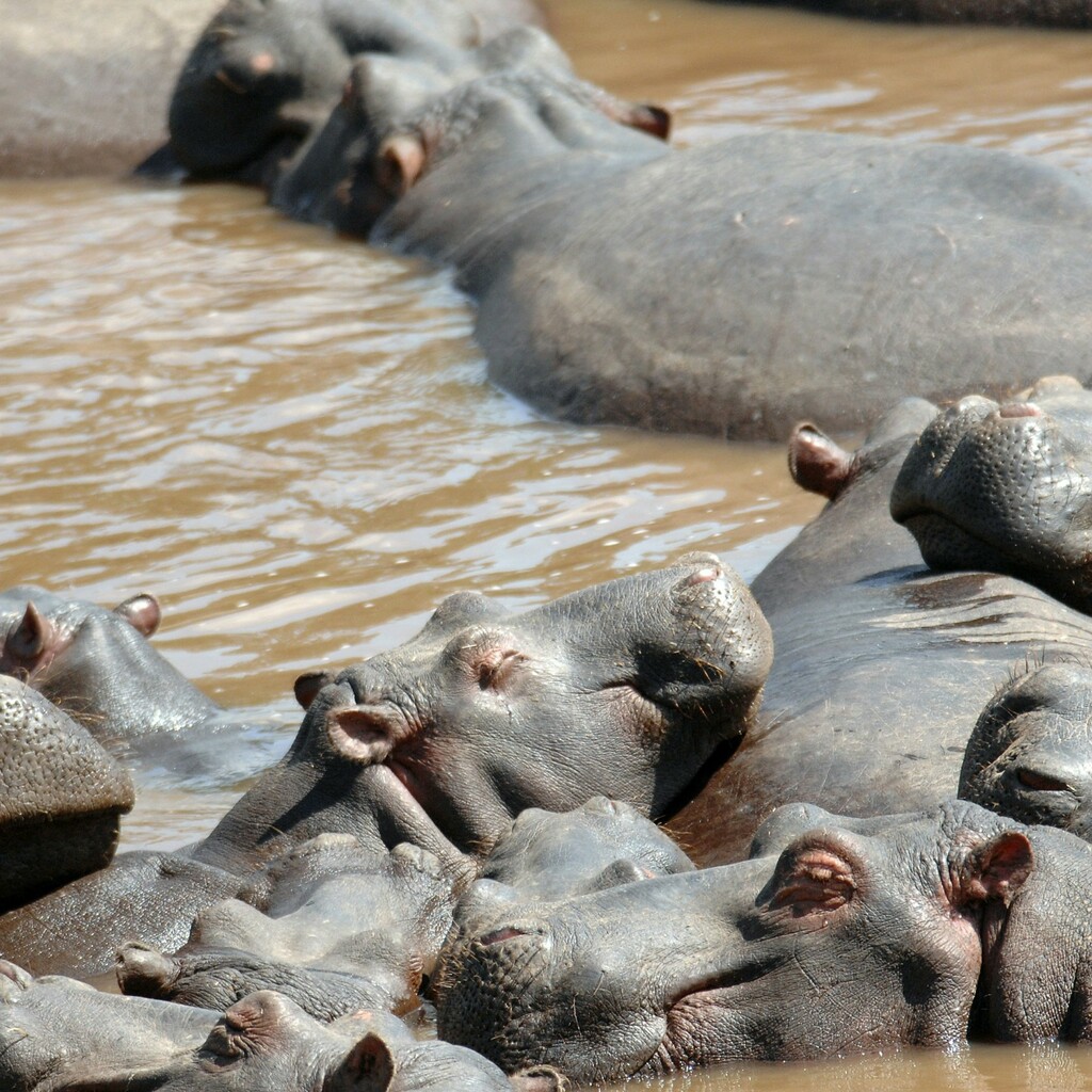 Masai Mara