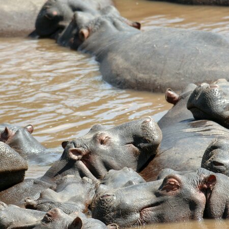 Kenia Safari & Erlebnisreise: Masai Mara, Lodge Safari und Sansibar