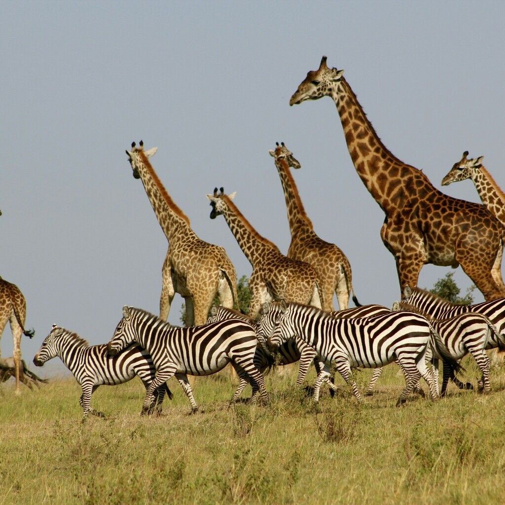Masai Mara