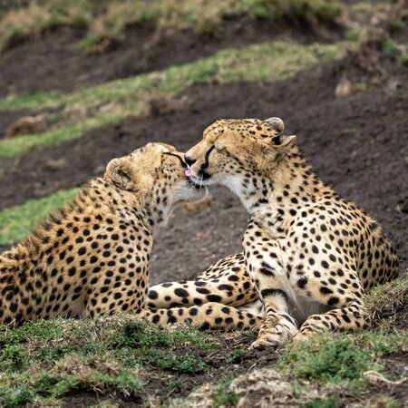 Safari