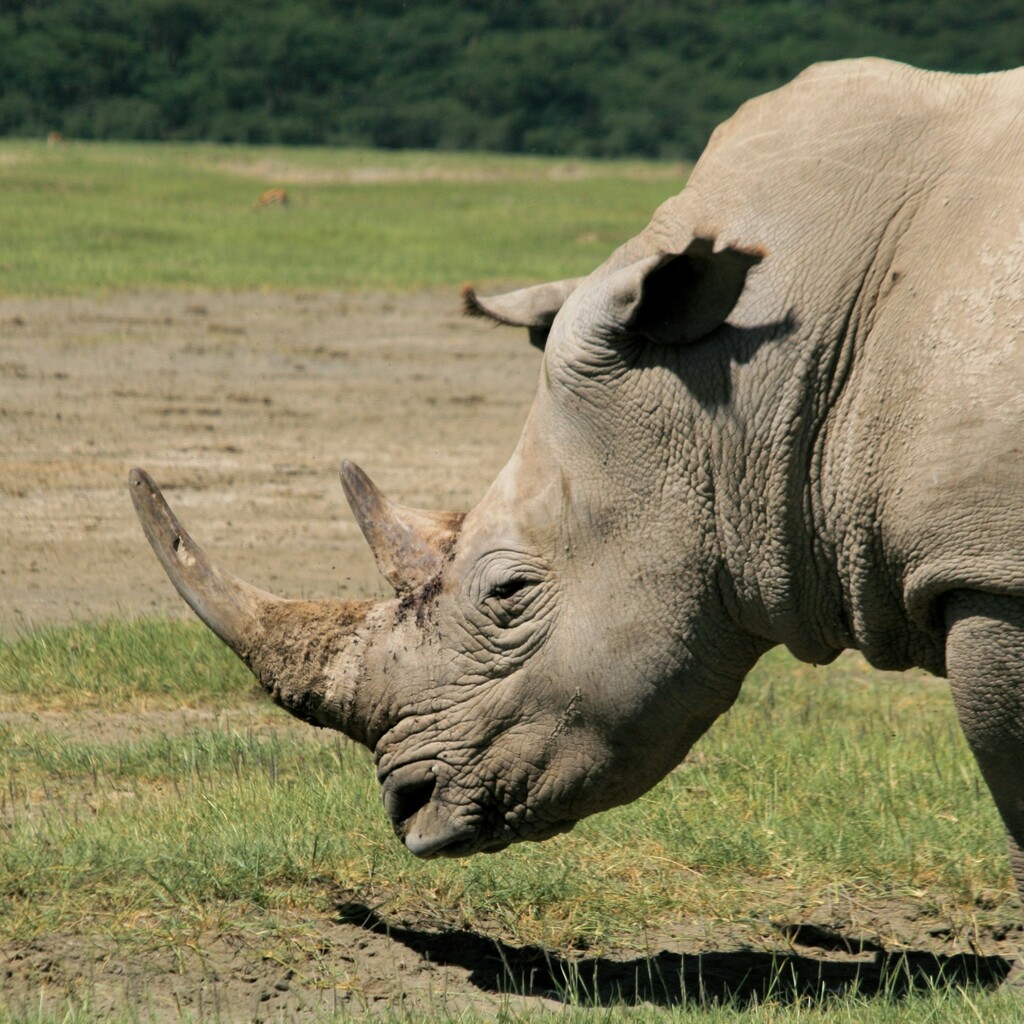 Masai Mara