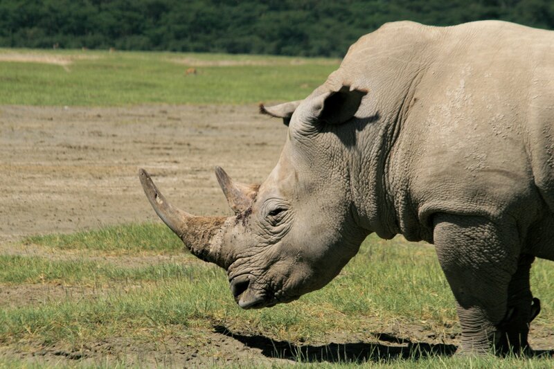 Krüger Nationalpark Camping Safari & Lodge