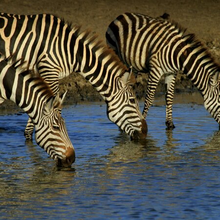 Overland Safari Sansibar: Gruppenreise Ostafrika