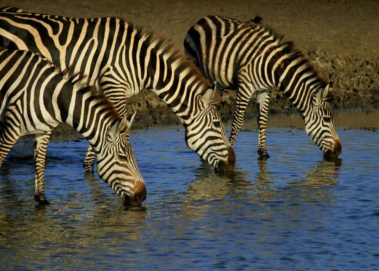 Safari Overland : Chutes Victoria à Zanzibar