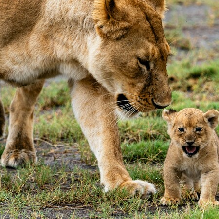 Parque Nacional do Serengeti: a Grande Migração