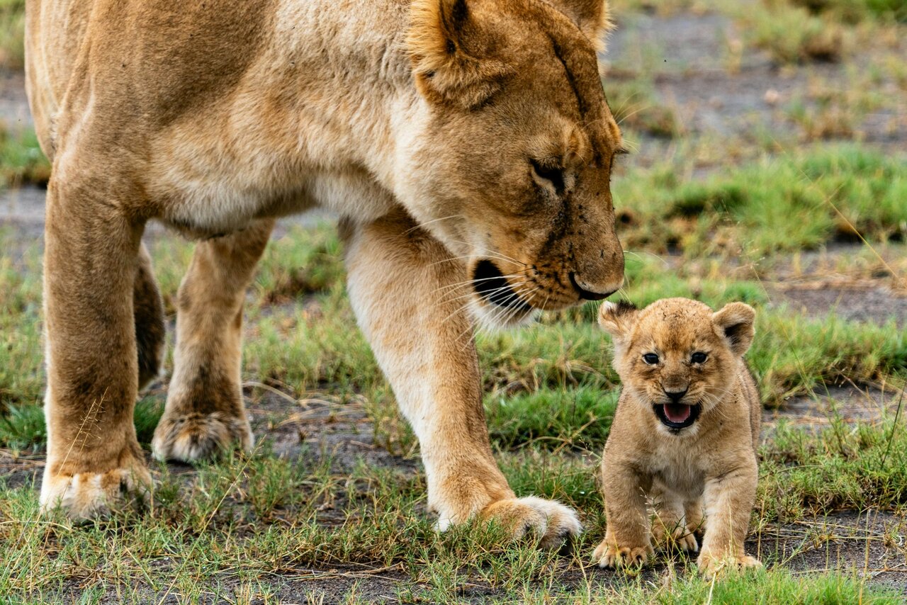 Uma leoa toca com o nariz no do seu filhote, na erva