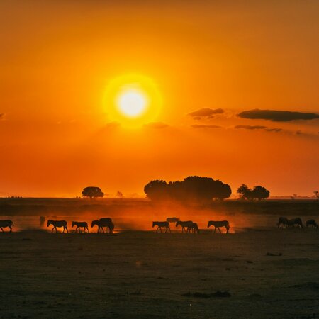 Kenia Safari & Erlebnisreise: Masai Mara, Lodge Safari und Sansibar