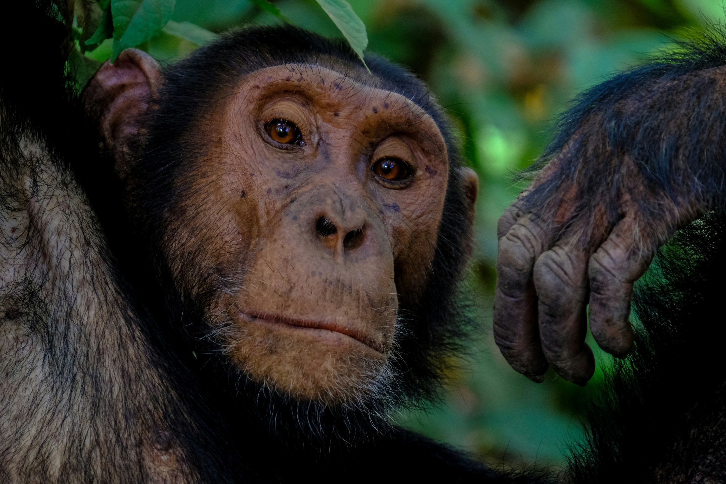 Motorcycle trips in Uganda: Adventure between jungle and nature