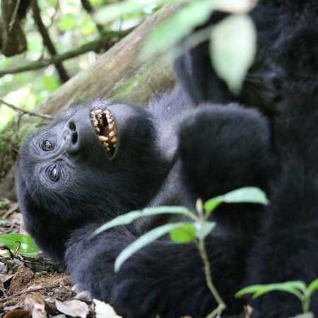 Uganda